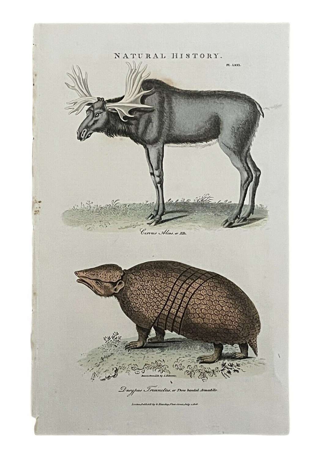 Natural History Lithograph 1808 By G Kearsley Moose & Amardillo.