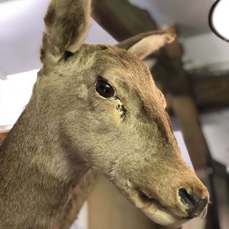Taxidermy deer head