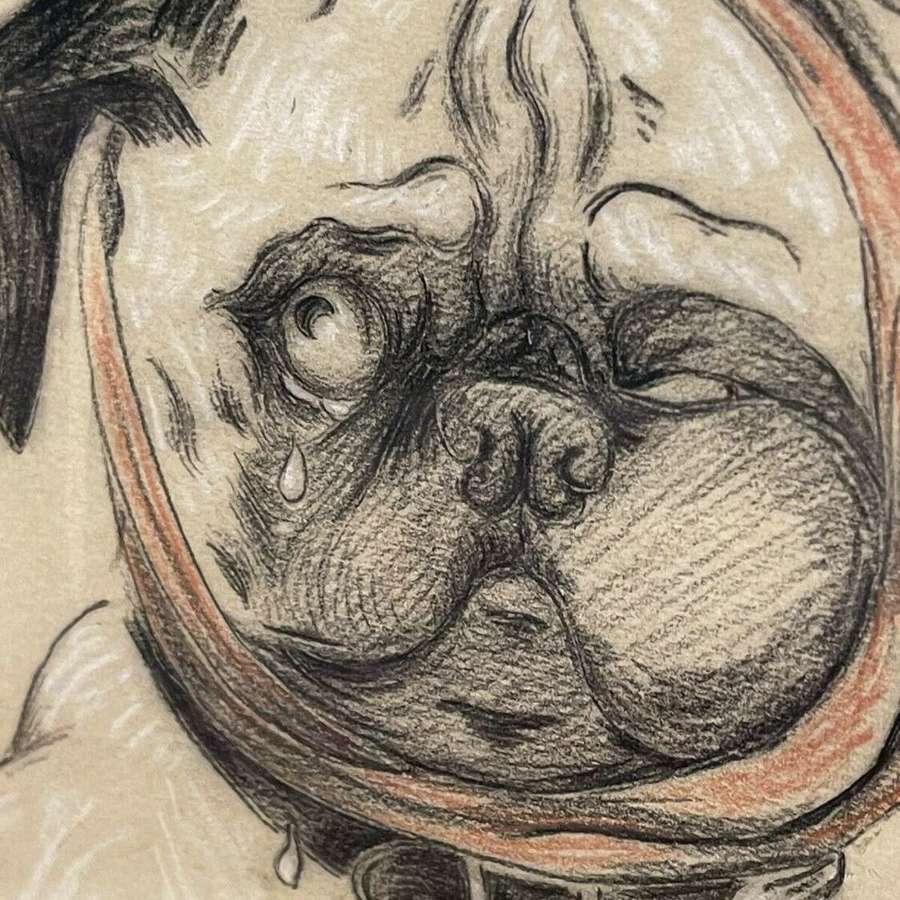 Tearful Pug antique charcoal drawing