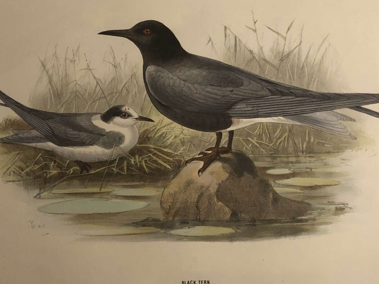 Black tern hand coloured lithograph