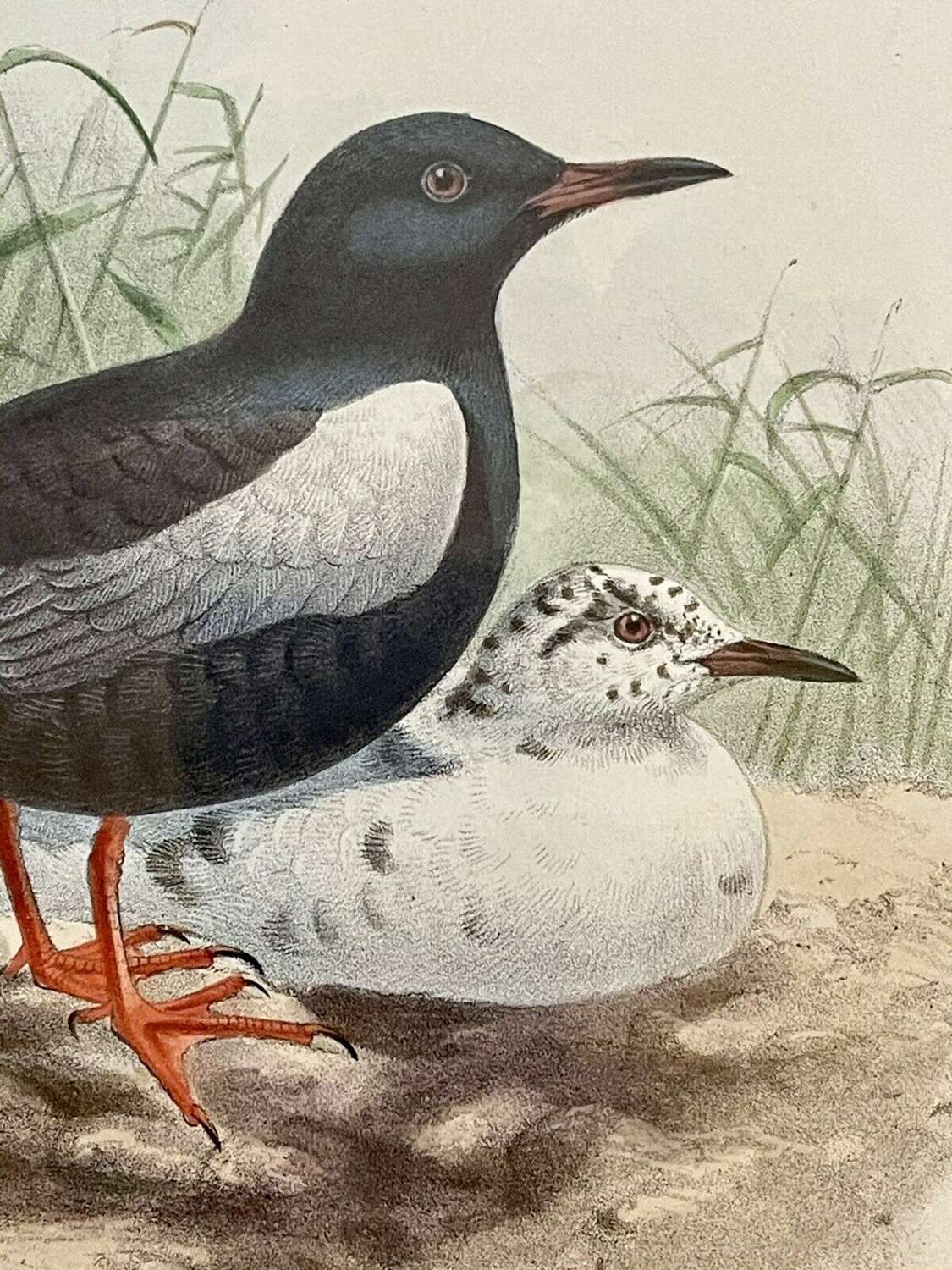 Original lithograph White winged black tern
