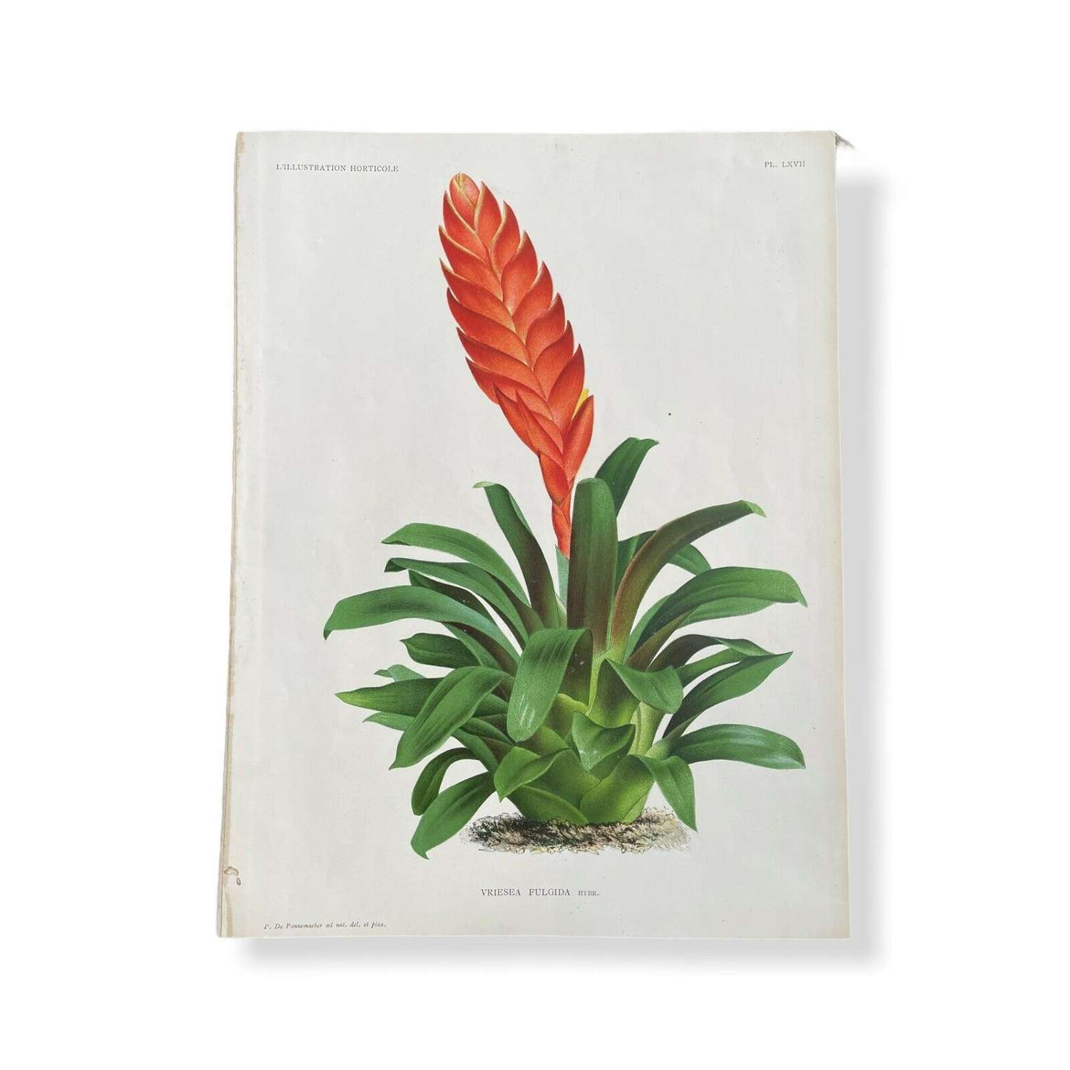 Botanical lithograph Bromeliad
