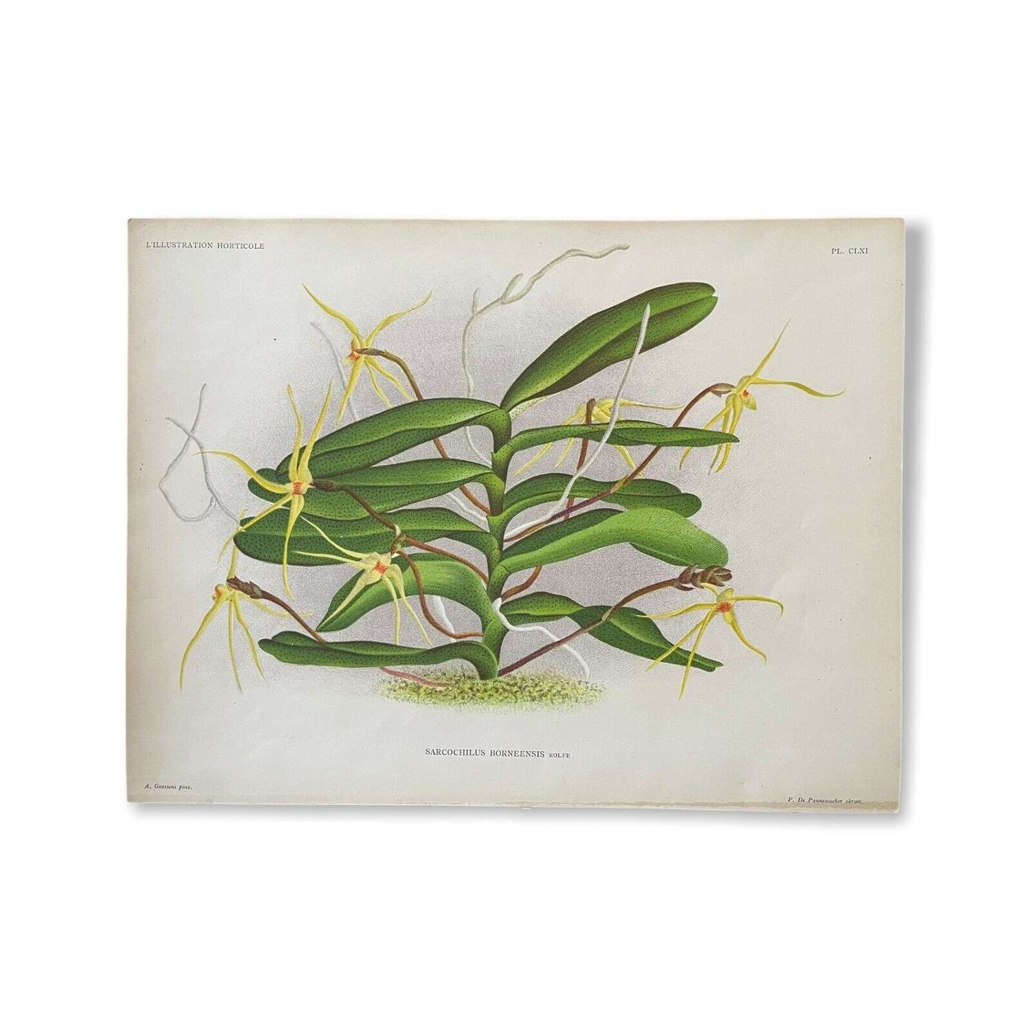 Botanical lithograph Butterfly Orchid
