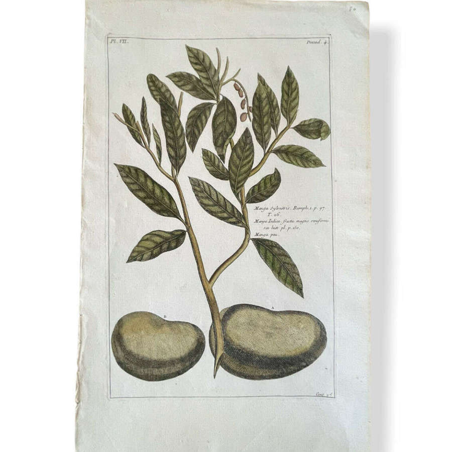 18th Century Botanical engraving