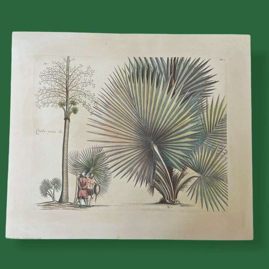 Tropical Botanical print