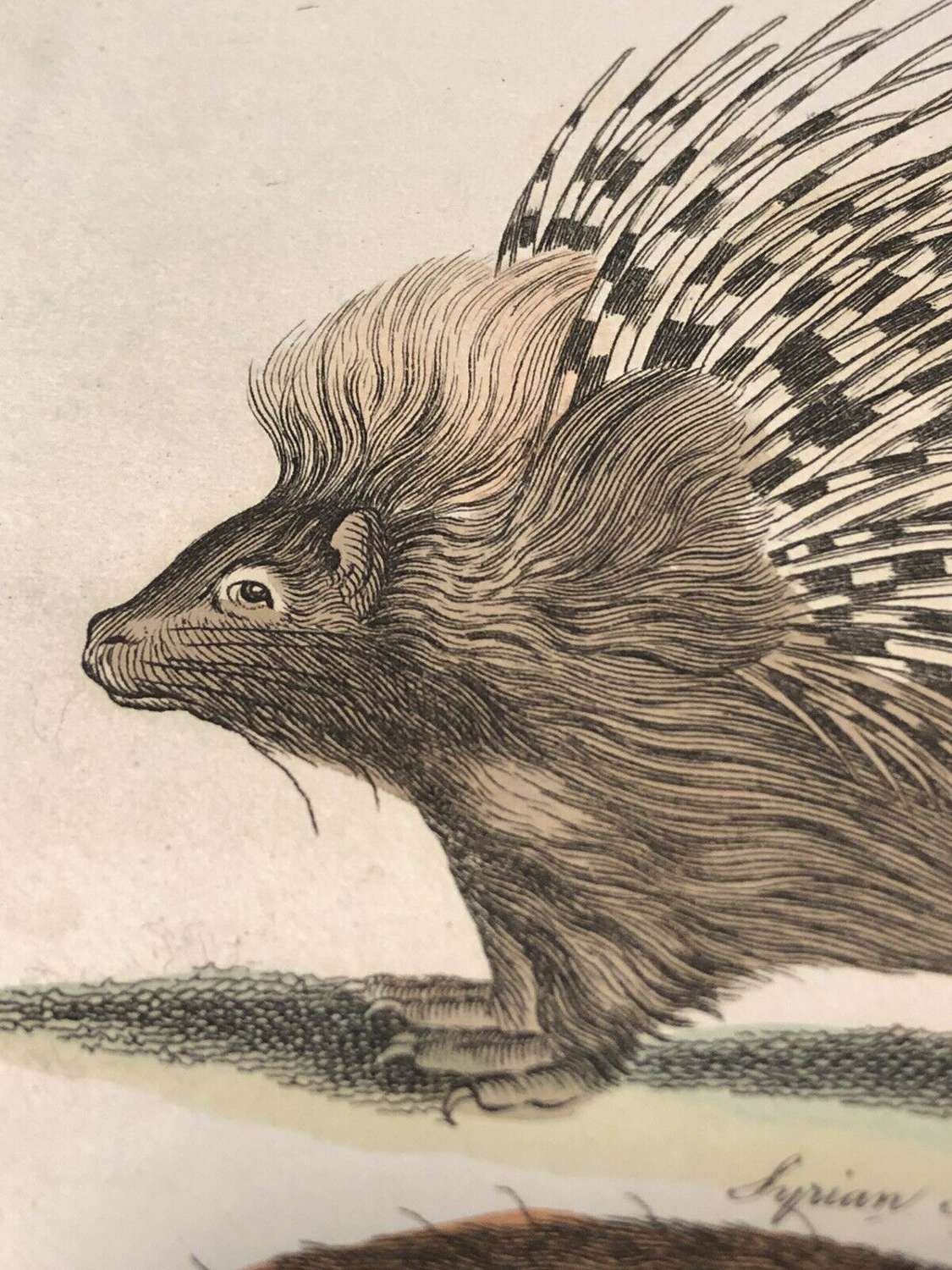 Antique lithograph of the Porcupine by George Kearsley
