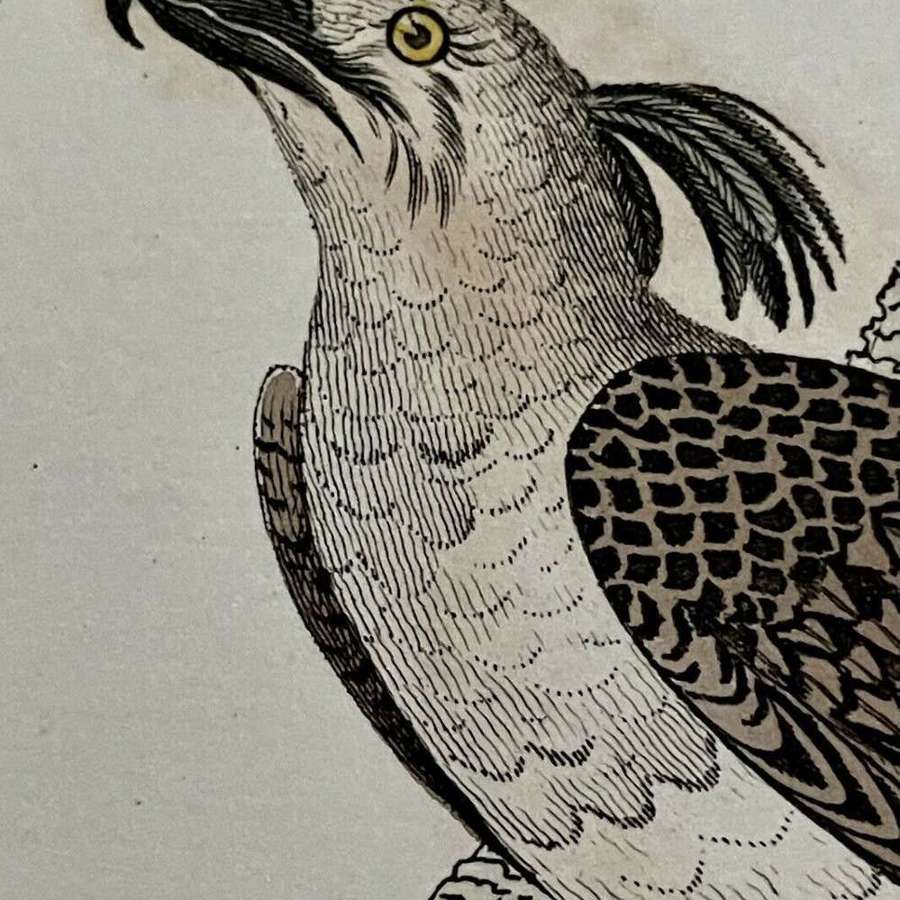 Antique Print Imperial Eagle & Long Legged Falcon G Kearsley 1810