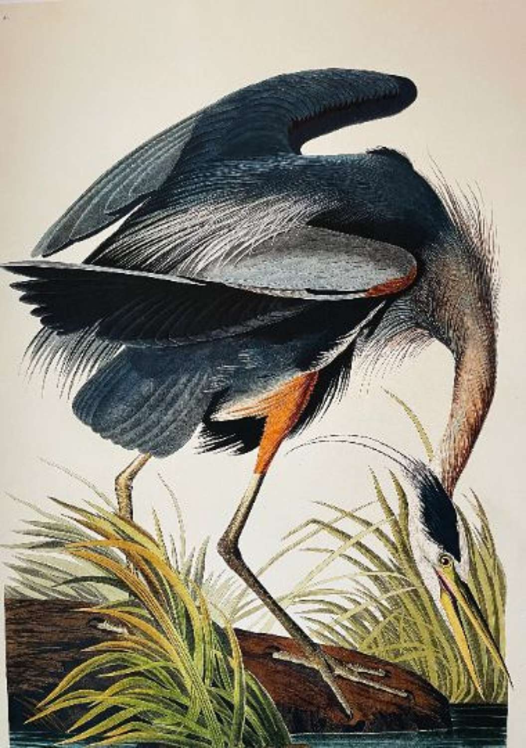 Large fine art print of the Blue Heron 50 cm x 70 cm