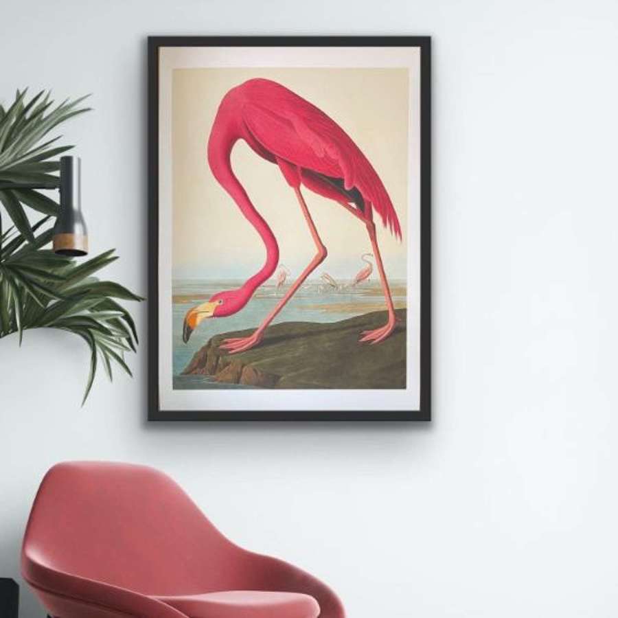 Large Fine art Print of the American Flamingo 70 cm x 50 cm