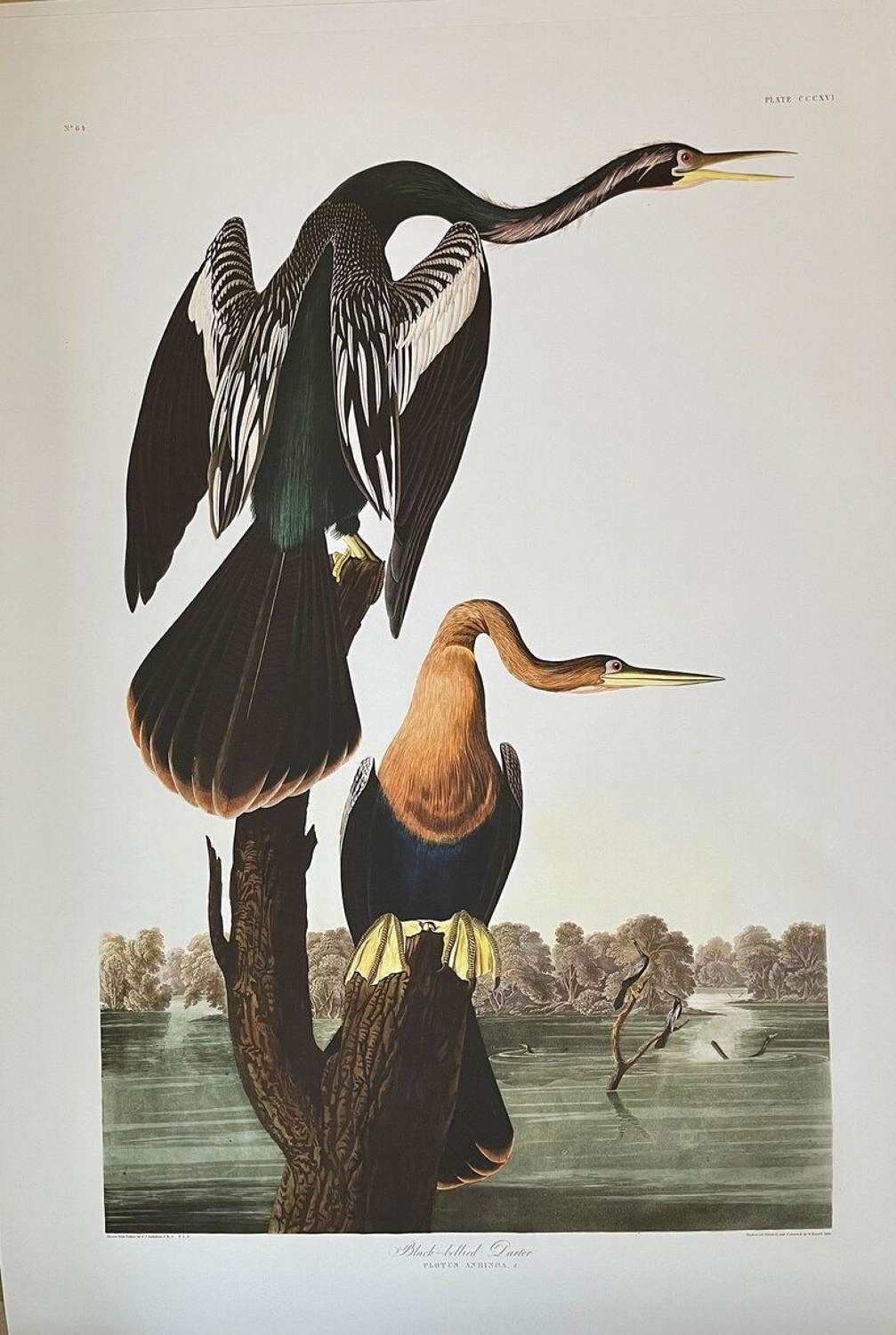 Fine art print of the Black Bellied Darter
