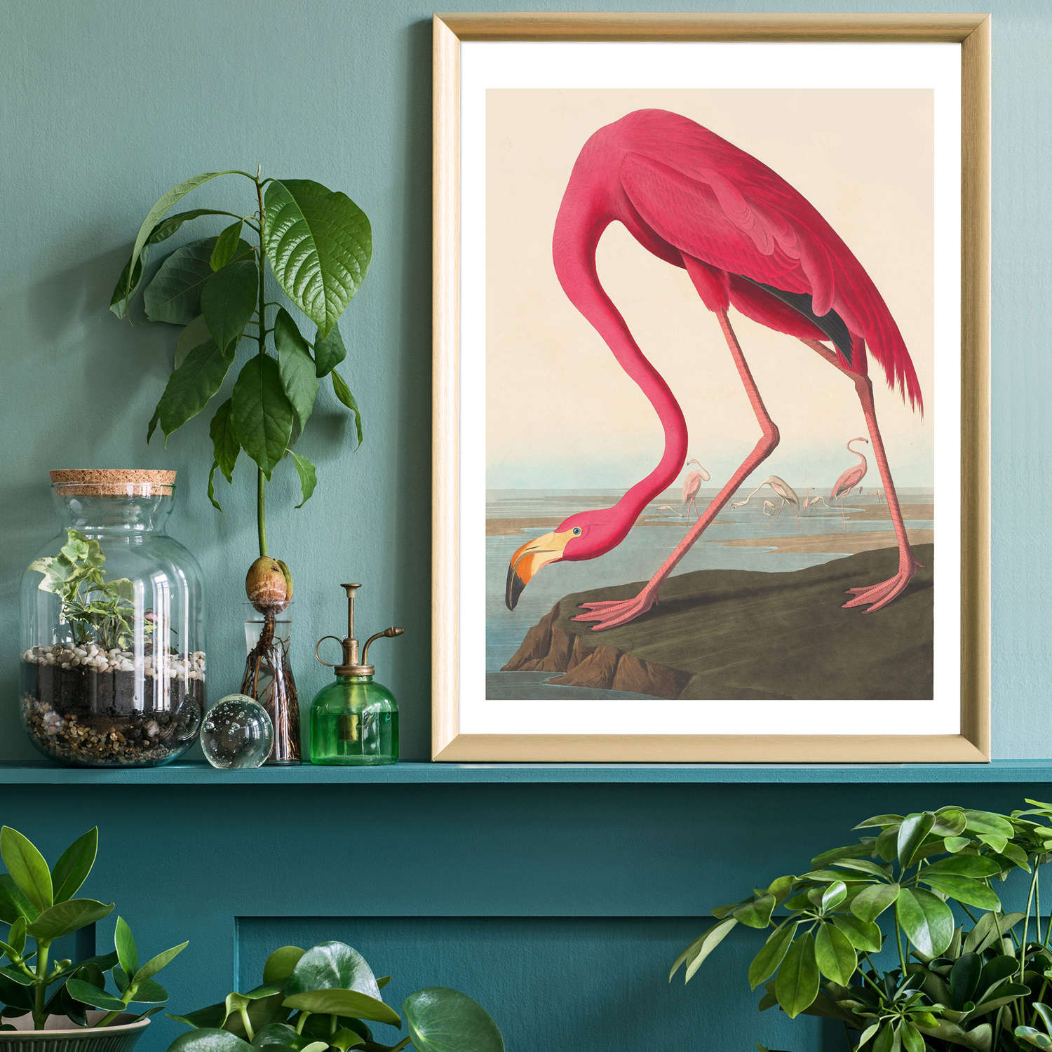 American Flamingo fine art print John James Audubon 21cm x 30 cm