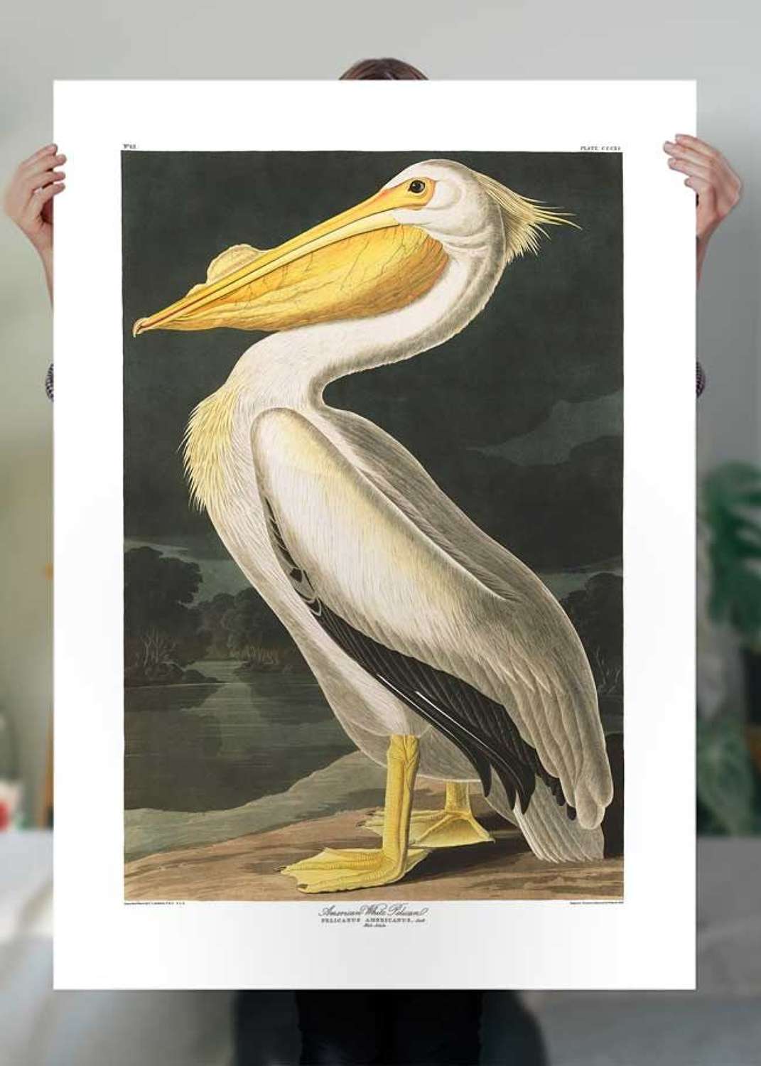 American White Pelican John James Audubon fine art print 70cm x100cm