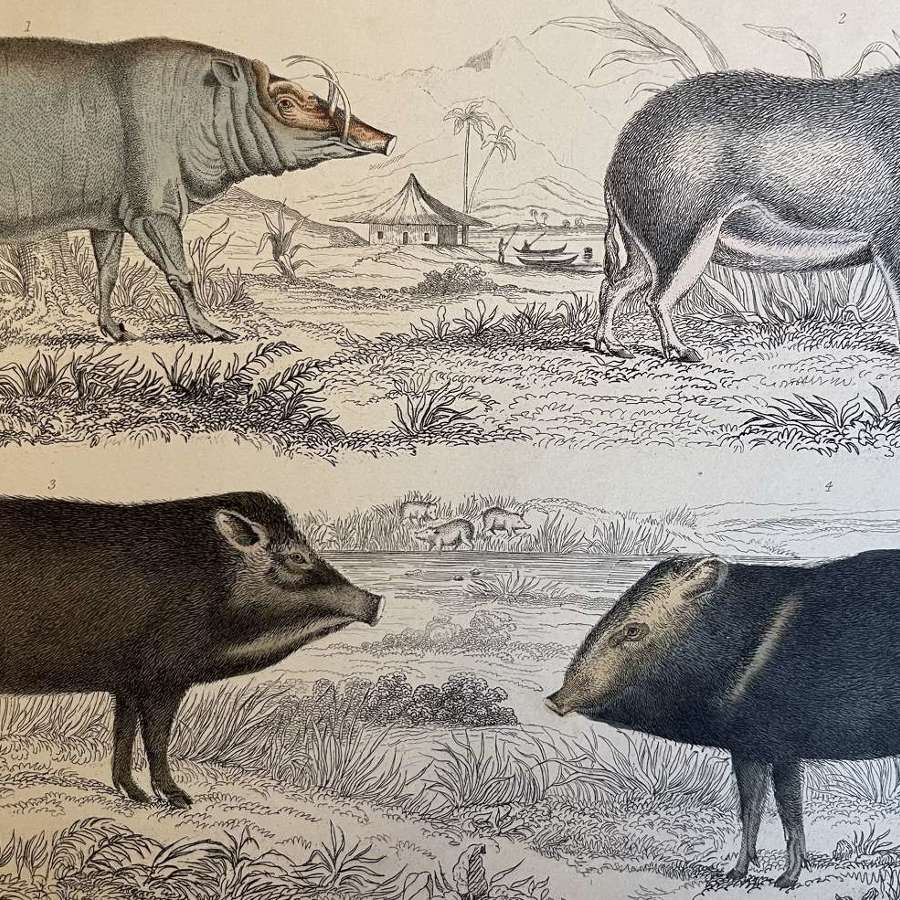 A Fullarton Original Engraving 1852 wild boars