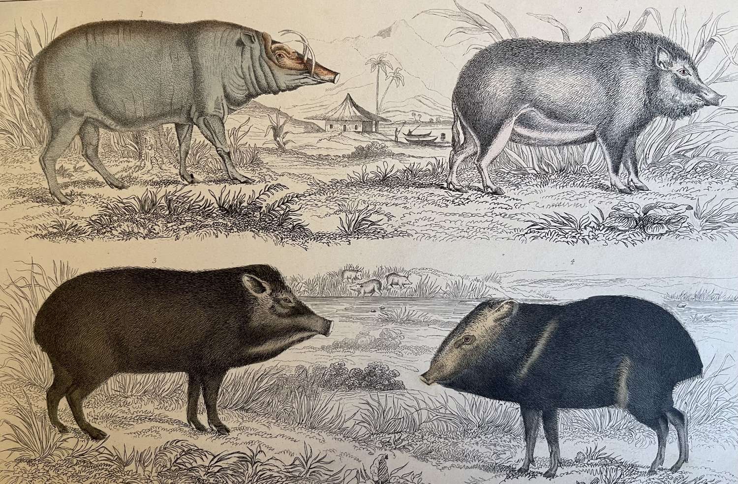 A Fullarton Original Engraving 1852 wild boars