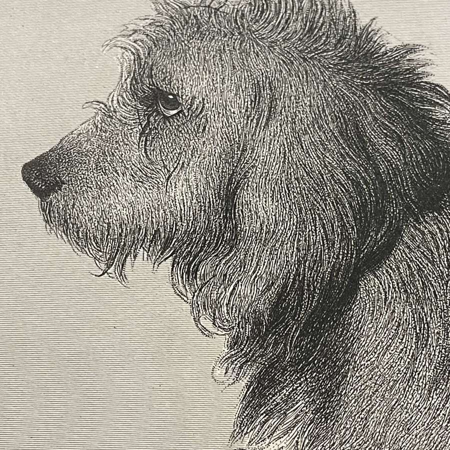 Edward Landseer steel plate engraving The Three Dogs