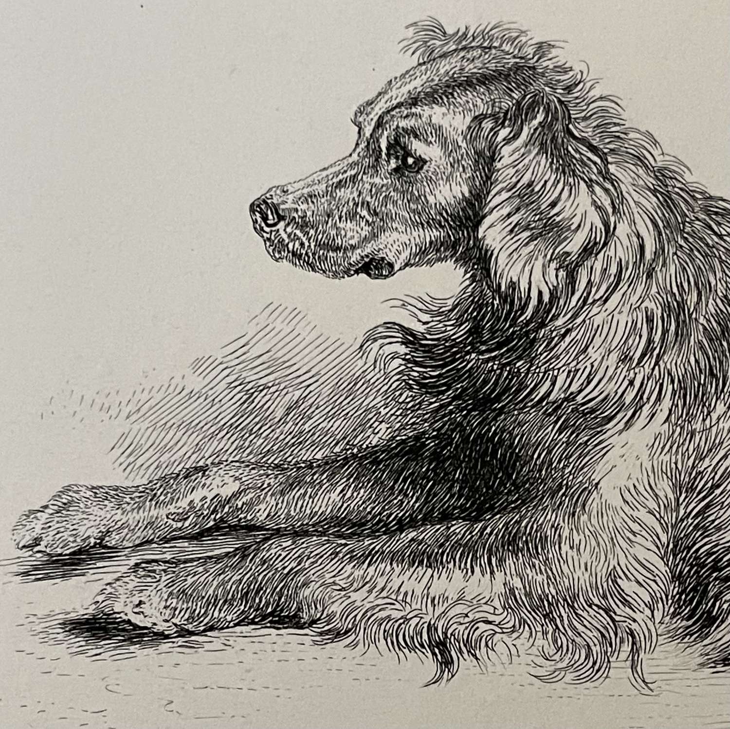 “ A Setter Dog” after Sir Edward Landseer