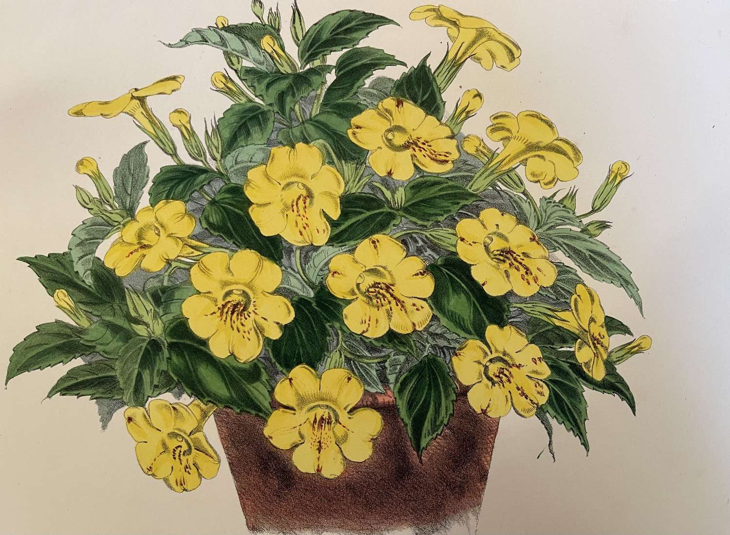 19th Century Lithograph Mimulus