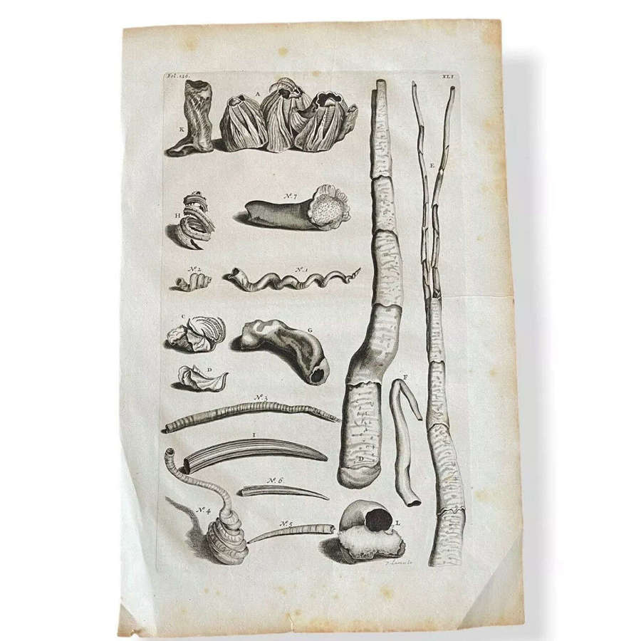 18th Century Engraving Shells Crustaceans by Georg Everhard Rumphius 