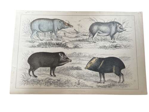 Victorian Hand Coloured Wild Pigs Zoological Print Fullarton Antique