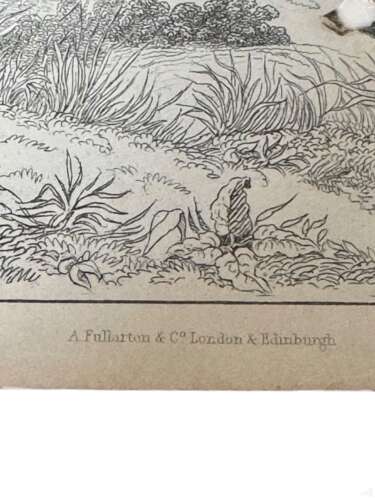 Victorian Hand Coloured Wild Pigs Zoological Print Fullarton Antique