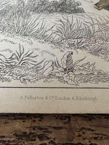 Victorian Hand Coloured Wild Pigs Zoological Print Fullarton Antique