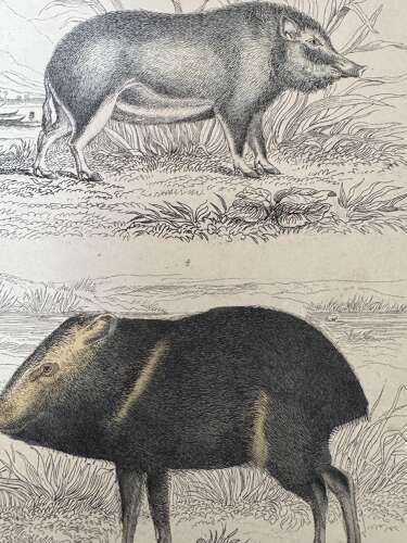 Victorian Hand Coloured Wild Pigs Zoological Print Fullarton Antique