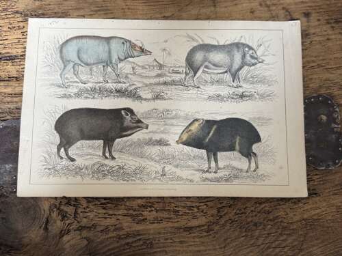 Victorian Hand Coloured Wild Pigs Zoological Print Fullarton Antique